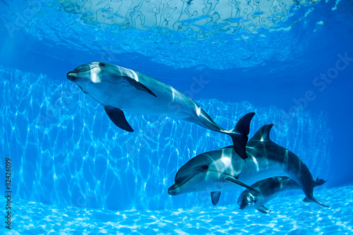 Dolphins