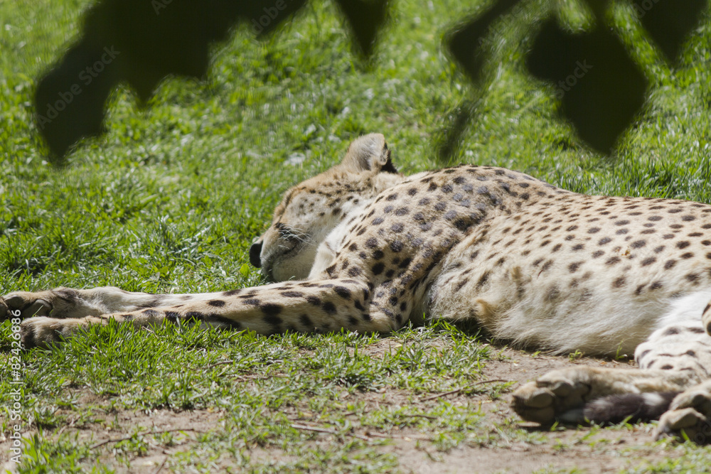 Fototapeta premium cheetah in the jungle
