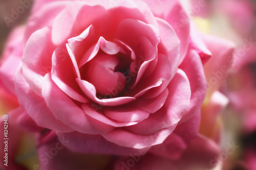 Beautiful pink rose, closeup