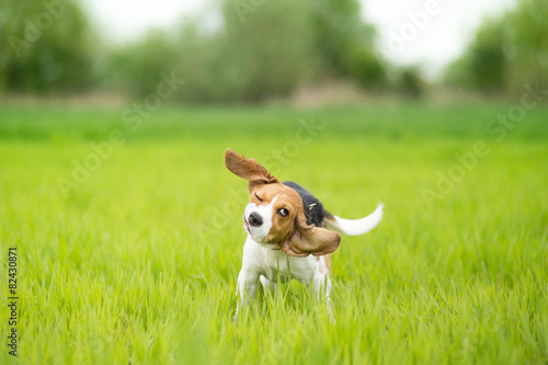 Beagle dog shaking his head