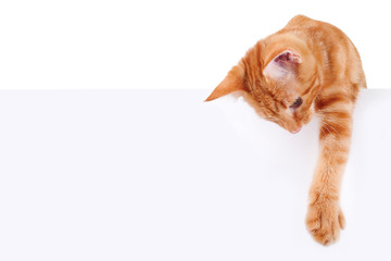 Keuken achterwand Kat Kat houdt leeg bordje vast  © Stephanie Zieber