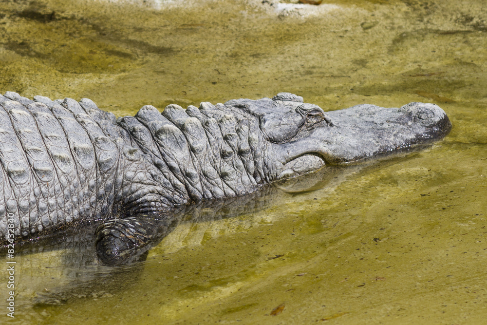 Fototapeta premium Crocodylia alligator Mississippi