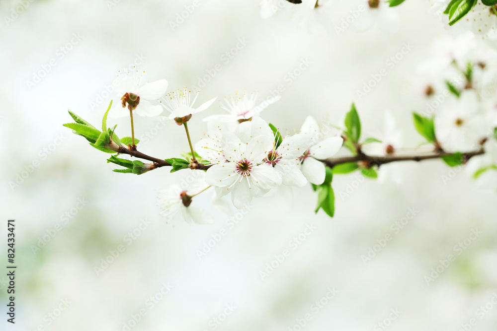 Cherry blossoms over blurred nature background, close up Cherry blossoms over blurred nature background, close up