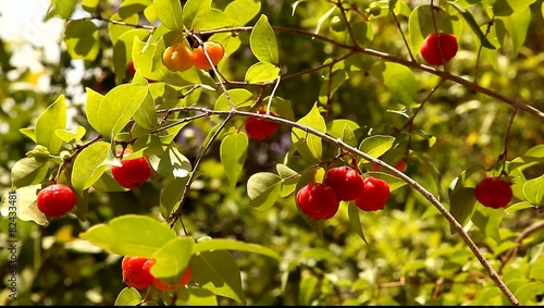 Pitanga The Surinam Cherry, Brazilian Cherry, Cayenne Cherry, Eugenia uniflora 