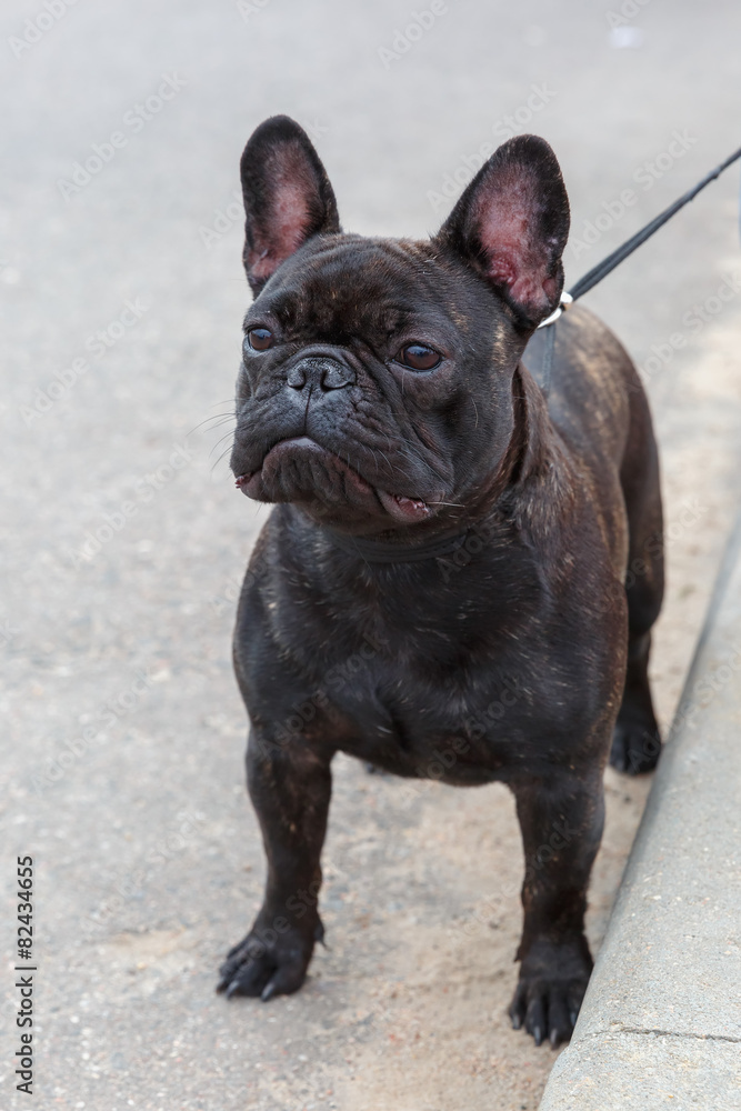 domestic dog black French Bulldog breed standing domestic dog black French Bulldog breed standing