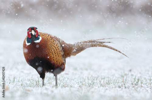 pheasant photo