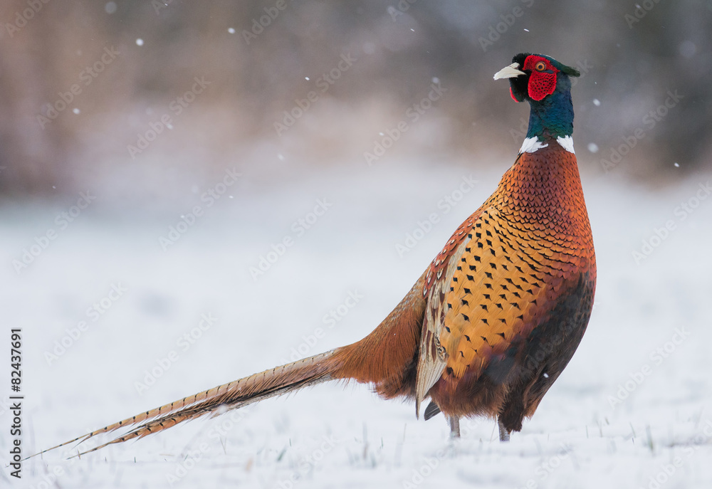 Obraz premium pheasant