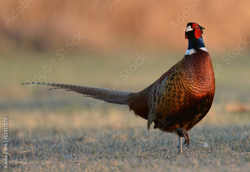 Wallpaper Mural pheasant Torontodigital.ca