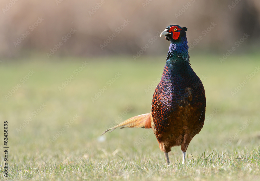 Fototapeta premium pheasant
