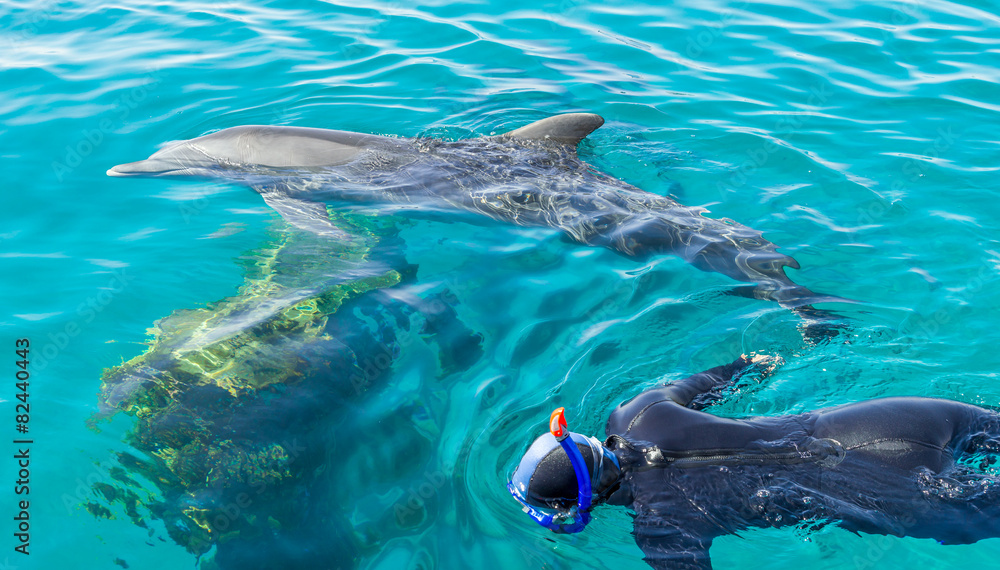 Obraz premium Snorkeling with dolphins