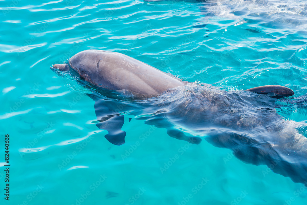 Obraz premium Dolphin