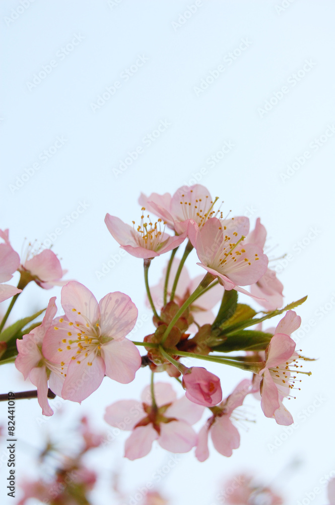 Fototapeta premium 桜