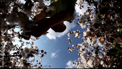 A farmer picks cotton wool for lab testing for quality control MRL