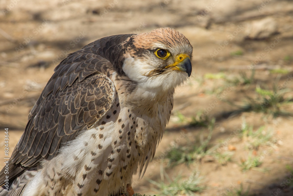 Obraz premium Halcón lanario