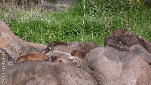 Rock Hyrax shrewmouse Hyracoid