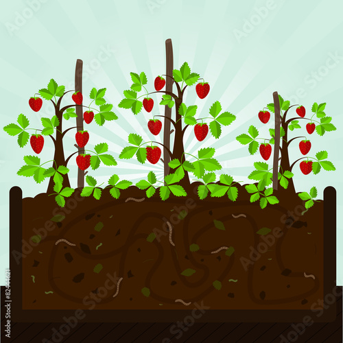 Strawberry tree and compost