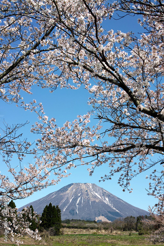 伯耆富士 大山 桜