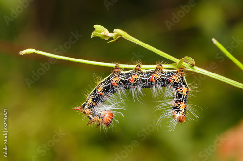 Close up of  Large dragon-tailed caterpillar © mathisa