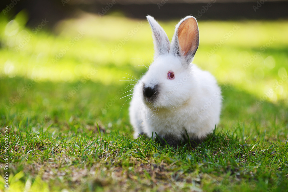 white rabbit white rabbit