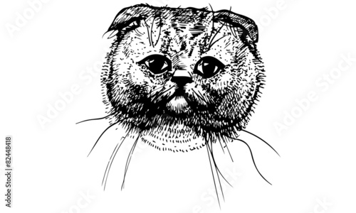 vector sketch beautiful cat muzzle