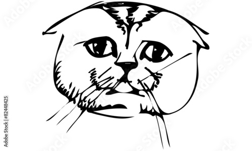 vector sketch beautiful cat muzzle
