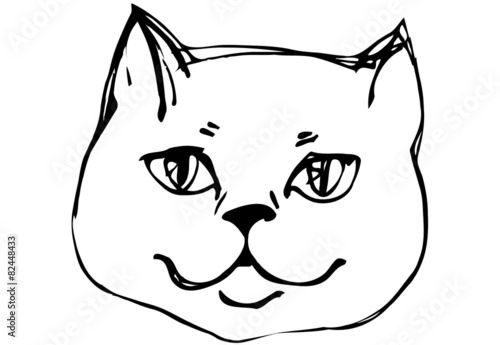 vector sketch beautiful cat muzzle
