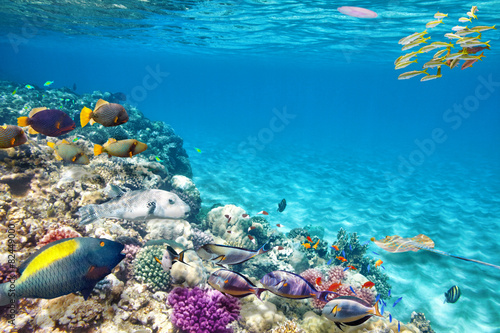 Underwater world with corals and tropical fish. photo