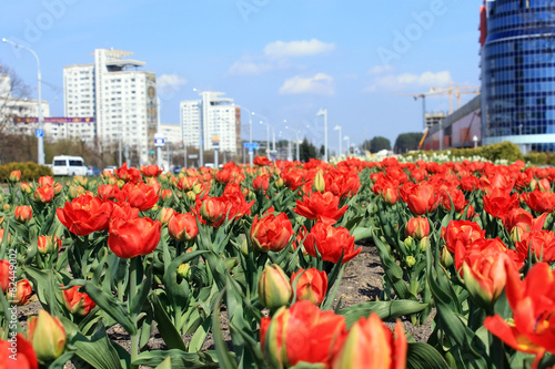 Красные тюльпаны на городской клумбе
