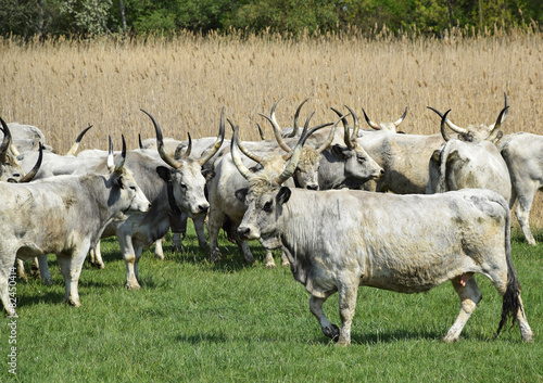 Fototapeta Naklejka Na Ścianę i Meble -  Gray cattles