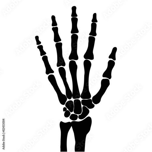 hand bones photo