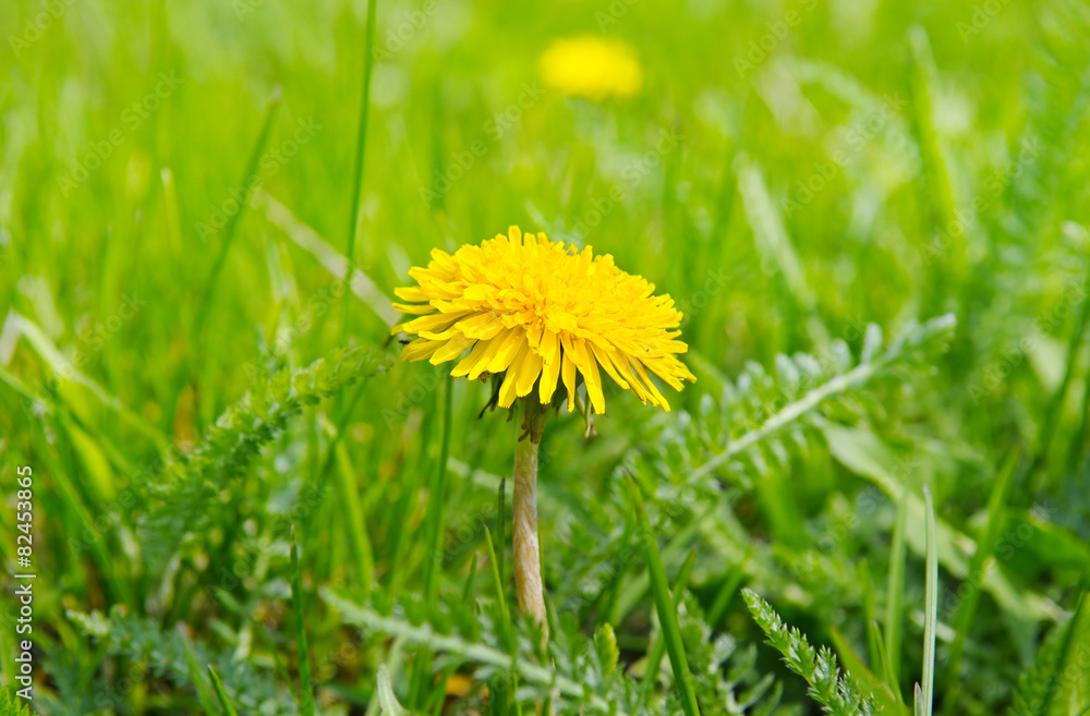 Yellow dandelions on a green meadow Yellow dandelions on a green meadow