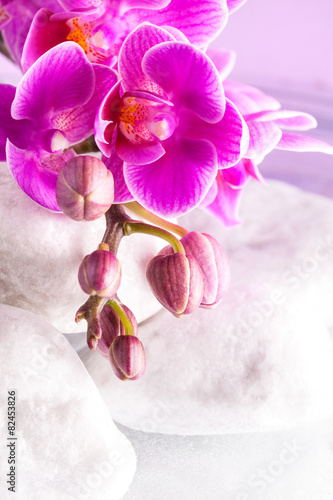 Fototapeta Naklejka Na Ścianę i Meble -  orchidee su pietre bianche