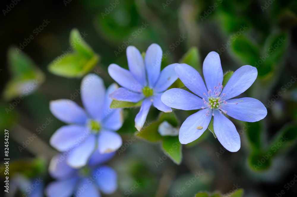 Blooming in the spring forest Hepatica nobilis Blooming in the spring forest Hepatica nobilis