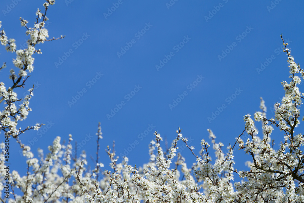 Blackthorn Blossom on blue sky. Branch with white flowers. Blackthorn Blossom on blue sky. Branch with white flowers.