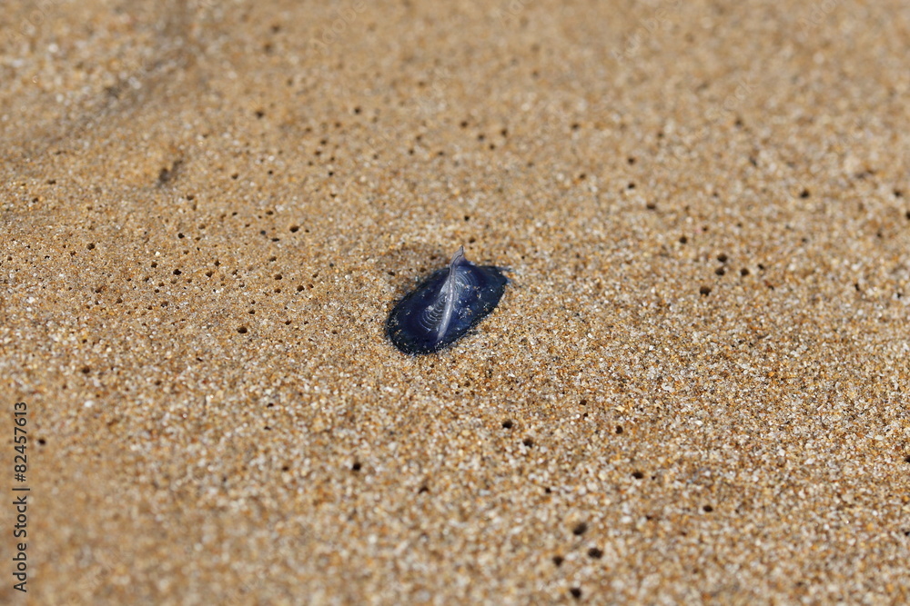 Velella o Barchetta di San Pietro spiaggiata Velella o Barchetta di San Pietro spiaggiata