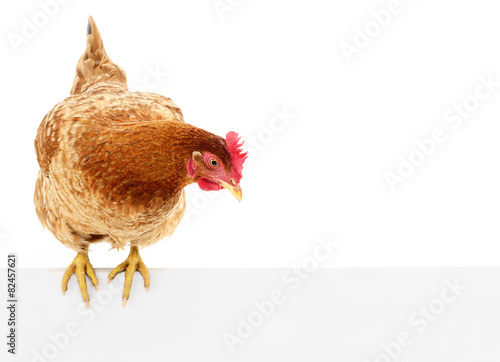 Chicken with blank