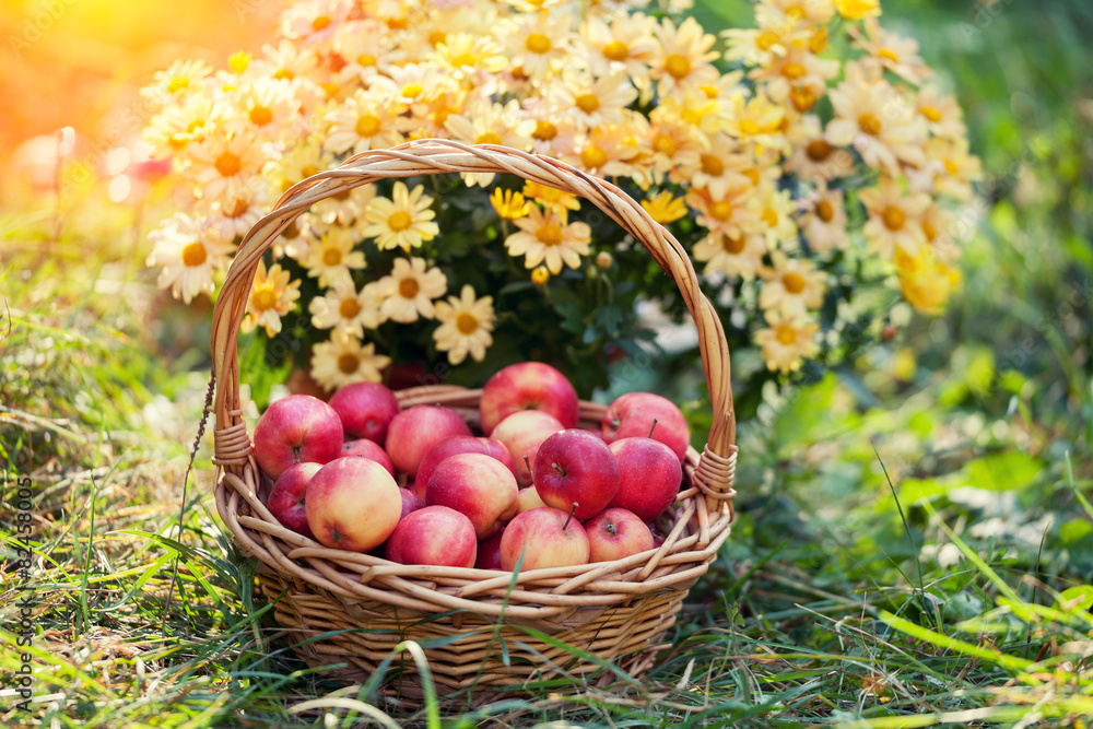 Basket with red apples on the grass Basket with red apples on the grass