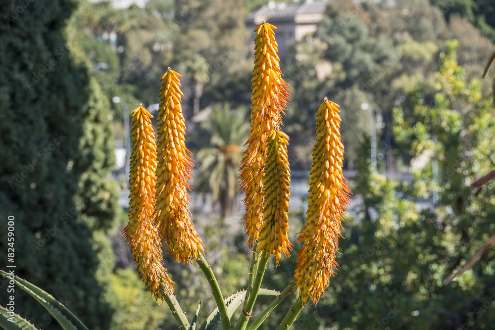 Exotic Plant in Botanical Garden Exotic Plant in Botanical Garden