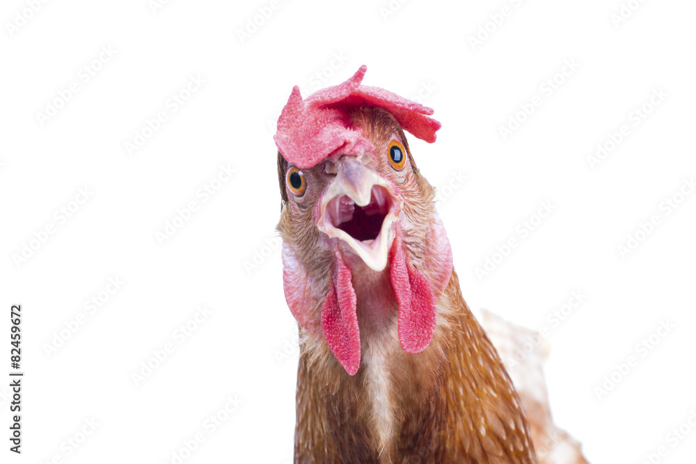 Obraz premium close up portrait full body of brown female eggs hen standing sh