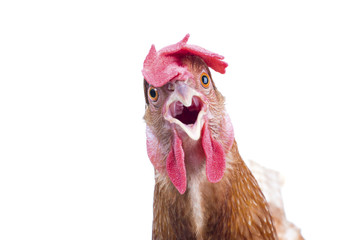 close up portrait full body of brown female eggs hen standing sh