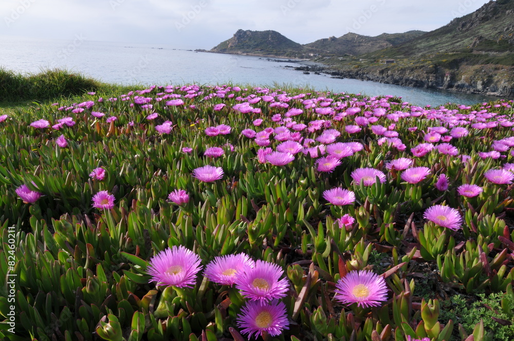 Fototapeta premium Aiacciu - Ajaccio - Corse du Sud