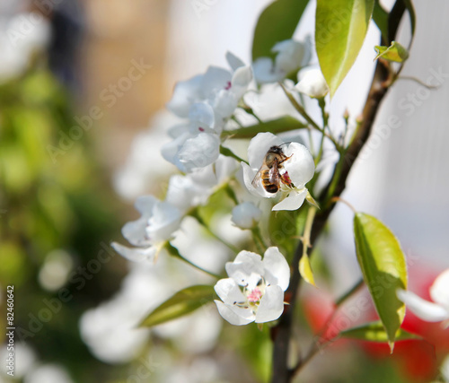 bee pollinating flowering branches of a tree