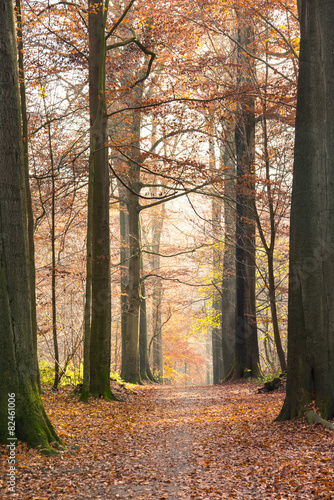 Autumn in beech forest