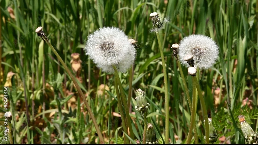 Dandelion field Dandelion field