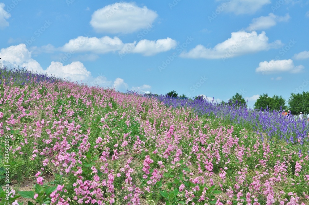 Beautiful flower field on the hill at Biei, Hokkaido, Japan. Beautiful flower field on the hill at Biei, Hokkaido, Japan.