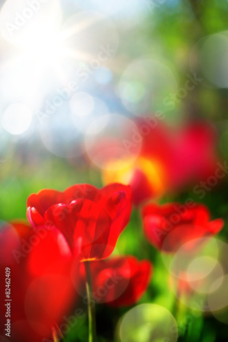 Fototapeta Naklejka Na Ścianę i Meble -  art spring background