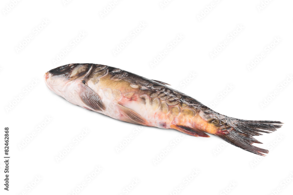 Fresh carp. Fresh carp.