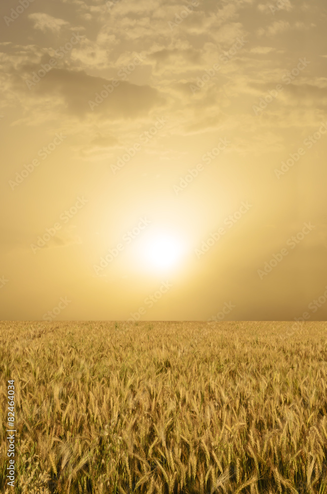 Wheat Field in the evening
