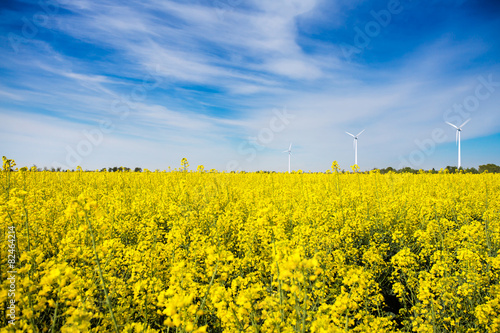 Rapeseed field