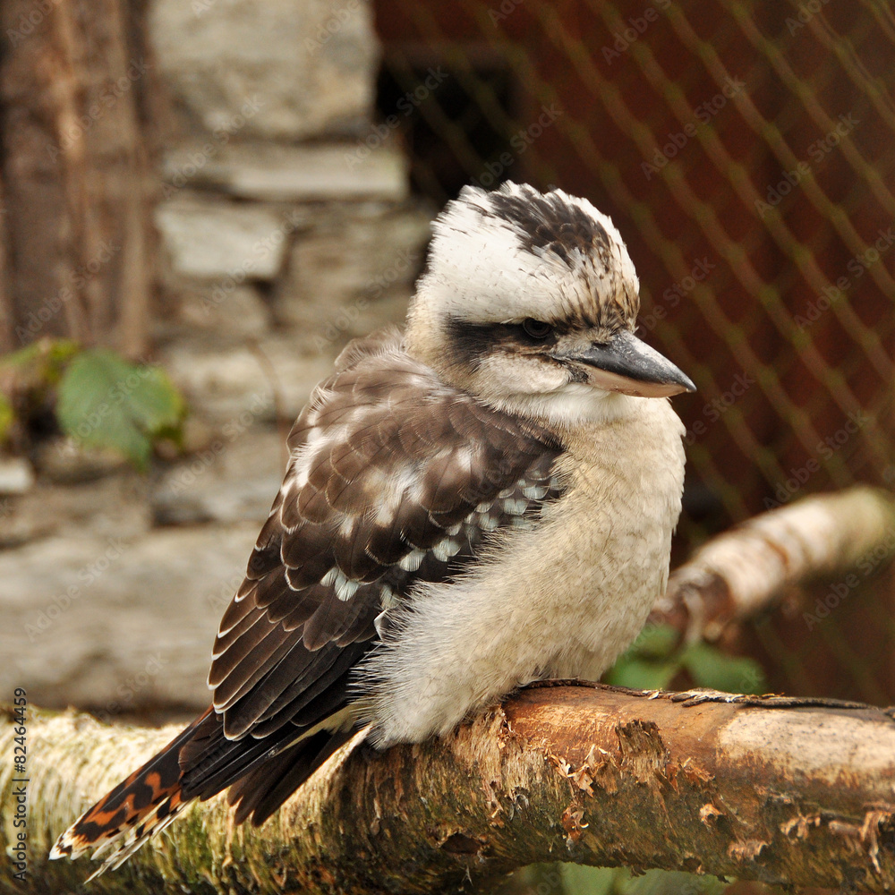 Obraz premium Laughing Kookaburra